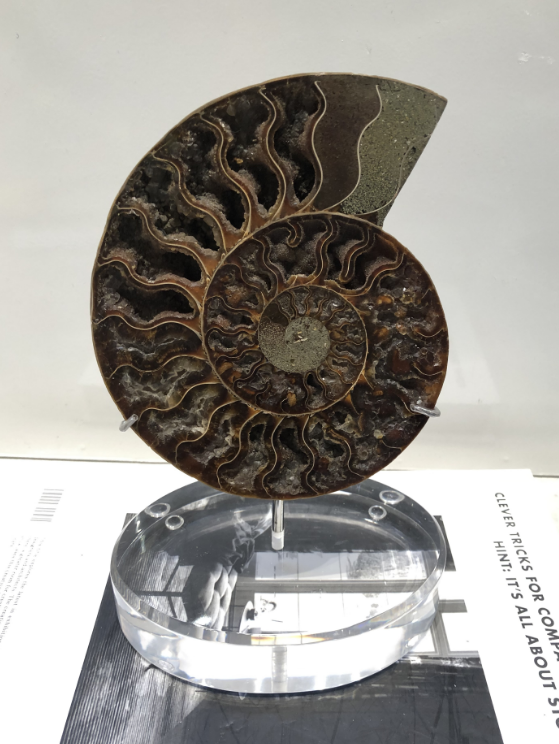 Natural Ammonite Fossil on Acrylic Stand